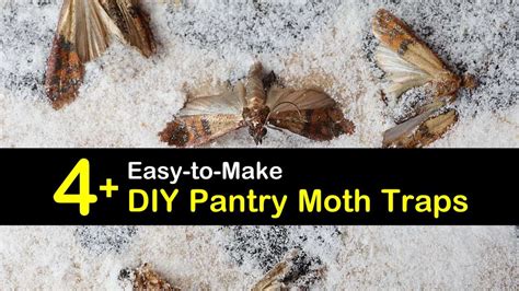 4+ Easy-to-Make DIY Pantry Moth Traps