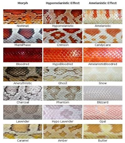 Corn Snake Color Chart