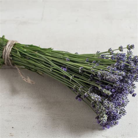 Munstead-Type - Lavender Seed | Johnny's Selected Seeds