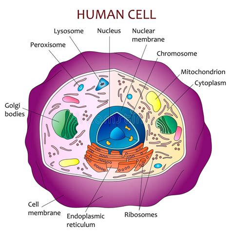 Human cell diagram stock vector. Illustration of vector - 69314812 ...