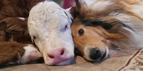 Cuddling in Freezing Temperatures, Newborn Calf and Collie Become Adorable Best Friends