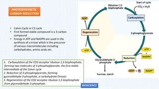 Photosynthesis | PPT