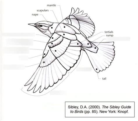 bird feather types Diagram | Quizlet