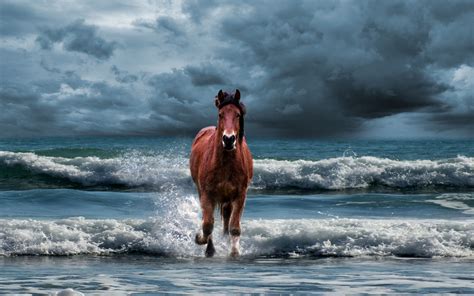 Horses By The Ocean Wallpapers - Wallpaper Cave