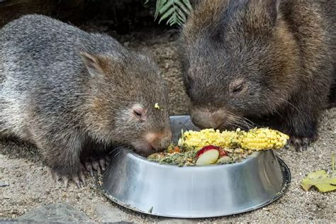 What Do Wombats Eat? Wombat Diet by Species and Season