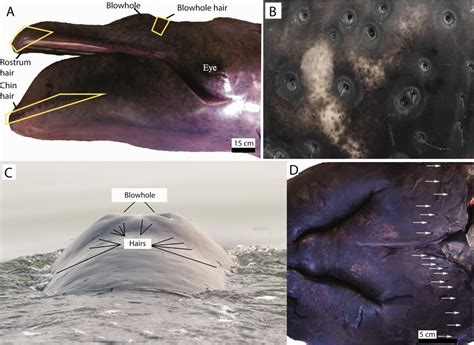 Sensory Hairs in the Bowhead Whale, Balaena mysticetus (Cetacea ...