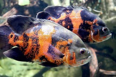 220+ Best Orange Fish Names For Your Orange Pet Fish