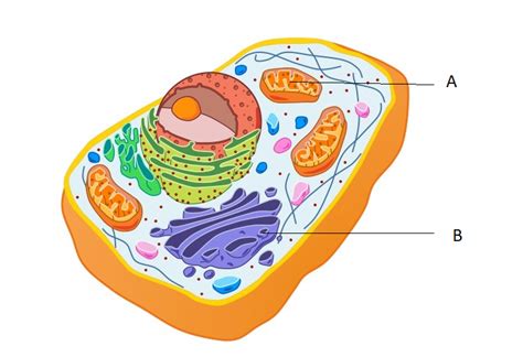 Identify the cytoplasmic organelles.