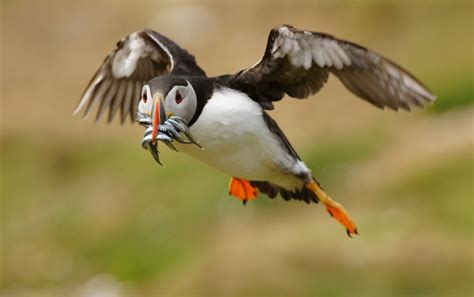 Puffin Facts: Types, Behavior, Habitat