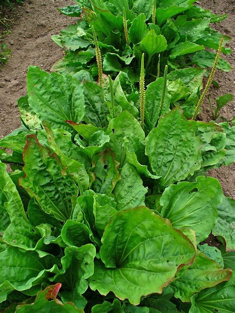 Greater Plantain Seeds - Plantago major - Medicinal Plant - Broadleaf Plantain – O'Neill Seeds