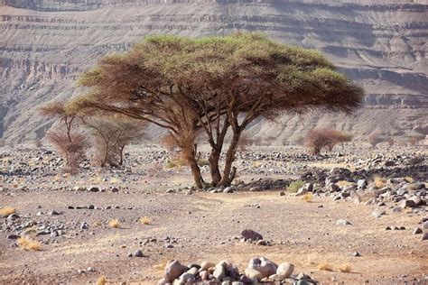 Sahara acacia tree (Acacia raddiana). | Rosa Frei - Photography ...