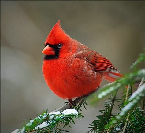 Beautiful Birds... - Beautiful Nature Photo (23813702) - Fanpop