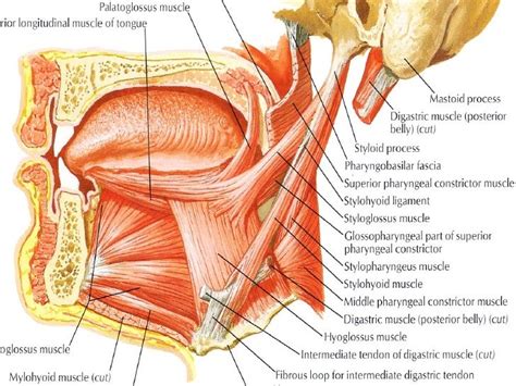 The oral cavity & salivary glands