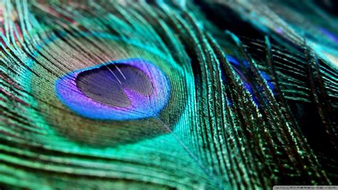 Peacock Feather Wallpapers - Top Free Peacock Feather Backgrounds ...