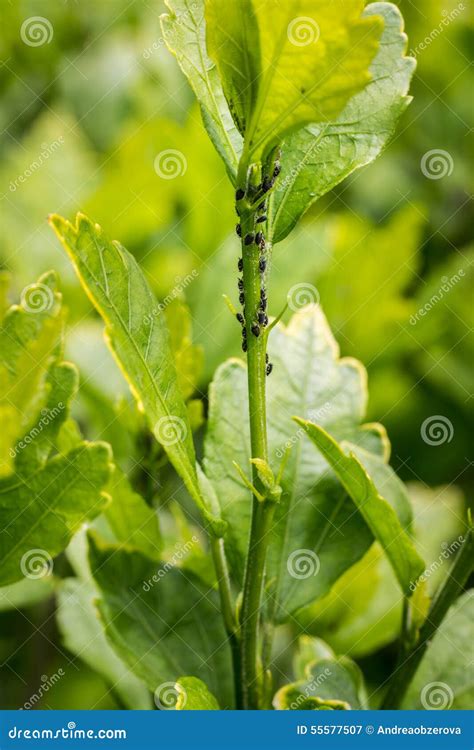 Aphid Infestation stock image. Image of garden, invasion - 55577507