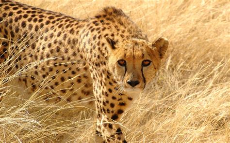 Pin by Glockie, The Netherlands on Katachtigen | Cheetah wallpaper ...