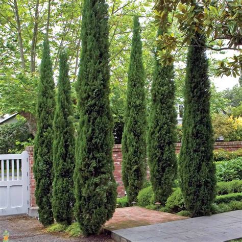 Italian Cypress Tree | Italian cypress trees, Cypress trees, Italian ...