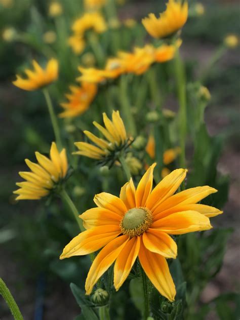 Rudbeckia - Prairie Sun - Deep Harvest Farm