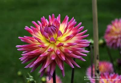 Digital Flower Pictures.com: Dinnerplate Dahlia Holland Festival