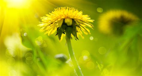 Sassy Symbolic Dandelion Meanings on Whats-Your-Sign