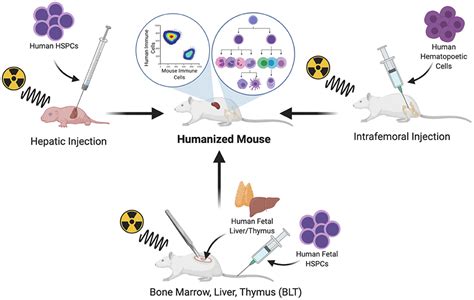 Mentalidad Anticuado comprender humanized mouse model immunotherapy ...