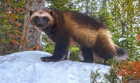 Wolverines threatened to go extinct as climate change melts their homes - US News - News - Daily ...