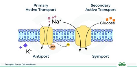 Transport Across Cell Membrane - Active & Passive Transport - GeeksforGeeks