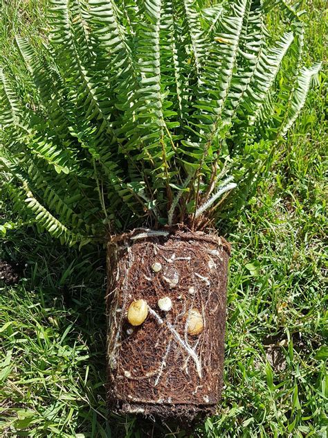 Look at all these bulbils! Any tips for propagating from this Austrailian sword fern? : r/ferns