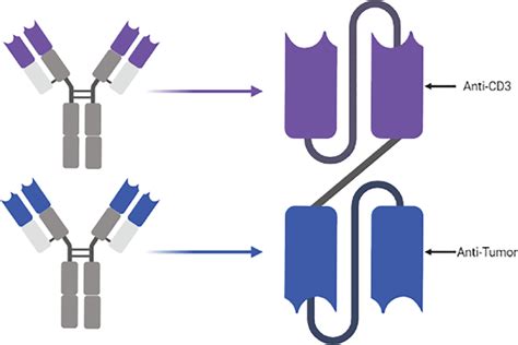 Genetic engineering of Bi-specific T Cell Engagers (BiTEs). | Download Scientific Diagram