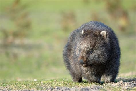 Weird Wombat Facts | Bare-nosed Wombats | Wombats Poop Cubes