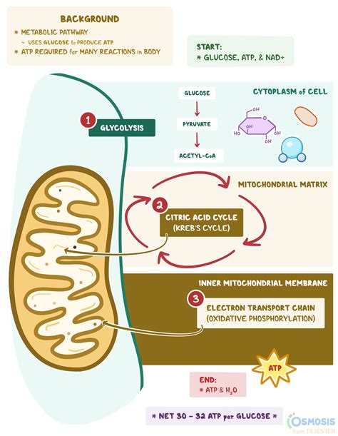 🌷 Atp produced during glycolysis. How does glycolysis produce ATP ...