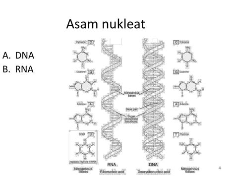 PPT - ASAM NUKLEAT & PROTEIN PowerPoint Presentation, free download - ID:2726301