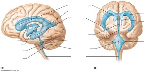 Brain - Ventricular System Diagram | Quizlet