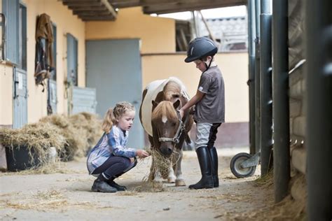 Shetland Pony Horse Breed Profile