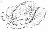 Lettuce Coloring Pages sketch template