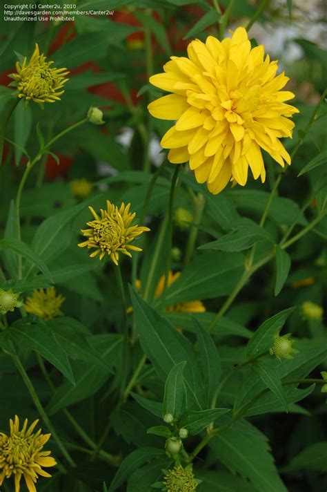 rudbeckia laciniata hortensia | Cut Flower Garden | Pinterest