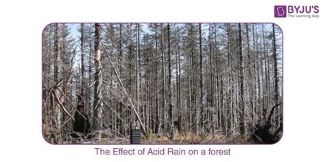 Acid Rain - Definition, Causes, Effects, Examples, Prevention , FAQS and Videos of Acid Rain.