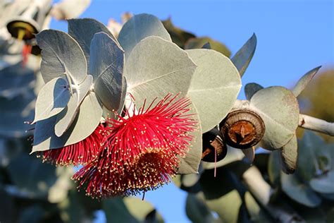 Eucalyptus Plant Health Benefits