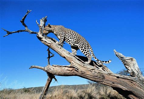 Wildlife safaris in Namibia | Expert Africa