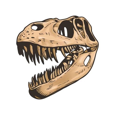 Dinosaur head skeleton vector clip art on white background 16062890 Vector Art at Vecteezy