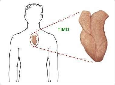 Timo - EcuRed