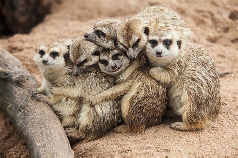 Sinister meerkat behaviour ensures breeding success | WIRED UK