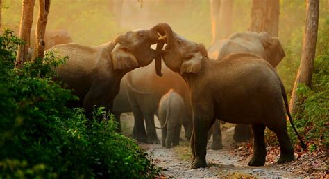 Wildlife Photography Tour India, Best Deals for 12 Day Tours and ...