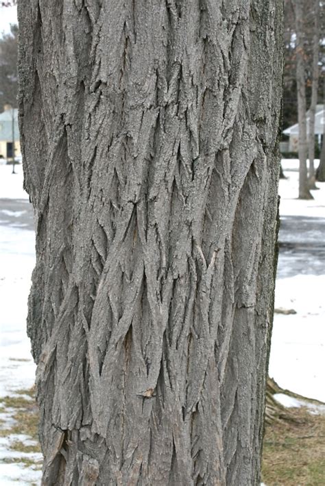 Robinia pseudoacacia (black locust): Go Botany