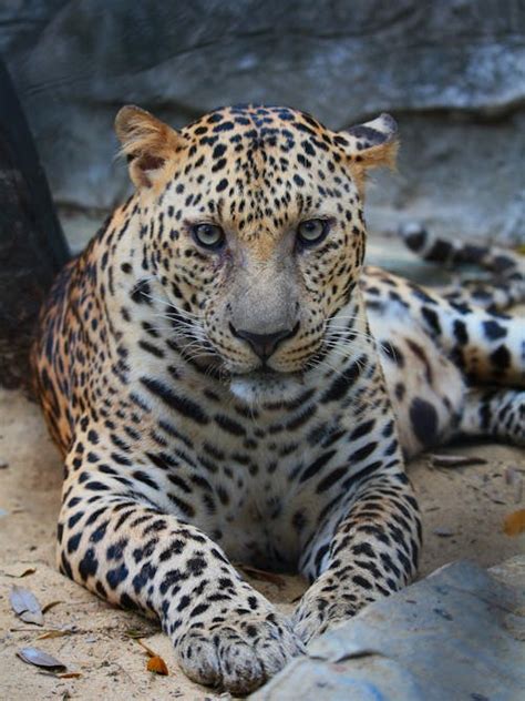 Close up of Leopard · Free Stock Photo