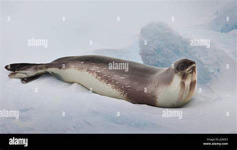 Ross Sea, Antarctica. Rare Ross Seal Stock Photo - Alamy