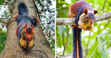 The Indian Giant Multicolored Squirrels Are Almost Too Beautiful To Be Real | Flipboard