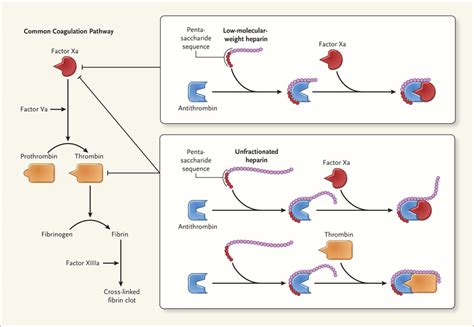 Heparin Resistance — Clinical Perspectives and Management Strategies | NEJM