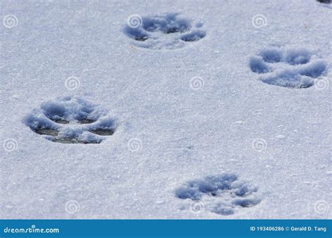 Coyote Tracks in Snow 704109 Stock Photo - Image of canidae, canis ...