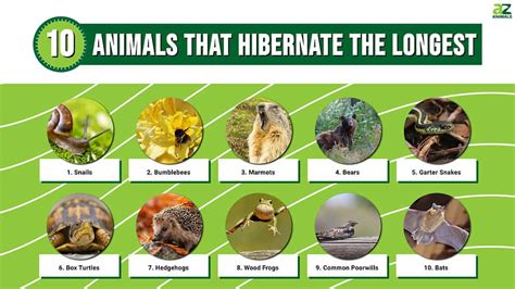 Animals That Go Into Hibernation